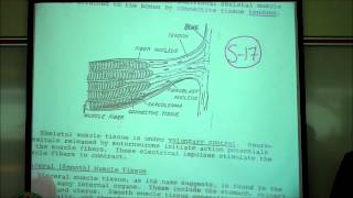 BIOLOGY LAB THE CELL CYCLE amp MITOSIS by Professor Fink [upl. by Elsy]