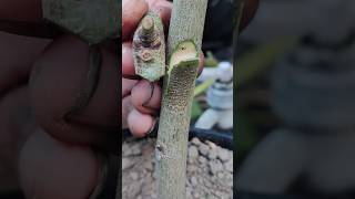 Best grafting sorts video freegarden [upl. by Rugen657]