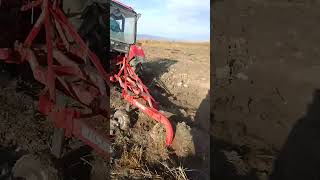 Payız sumu 2024 automobile agrar farming agrio agriculture agry agro agristar farm [upl. by Gary674]