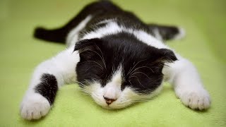 Top 10 Cat Sleeping Positions and What They Reveal About Your Feline [upl. by Frazier]