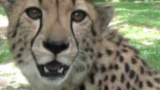 Have you heard a cheetah purr [upl. by Ahselef810]