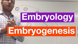 Embryogenesis  Embryology [upl. by Yeleak]