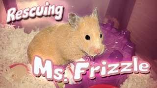 Rescuing my 2nd Foster Hamster  Ms Frizzle  Daisy was Adopted [upl. by Rozamond]