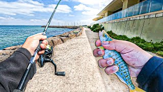 Fishing Melbourne’s Most Overfished Rockwall for a Day [upl. by Fidelia55]