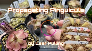 How to Propagate Pinguicula from Leaf Pulling Full Guide Mexican Butterworts  Carnivorous Plants [upl. by Laura463]