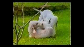 Bedlington Terrier  Dog Breed [upl. by Gaddi]