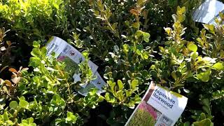 Japanese boxwood Buxus microphylla [upl. by Jezreel471]