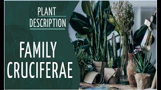 Plant Description family cruciferae Brassicaceae in Hindi [upl. by Chloette]