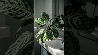 🌿 Plantas Perfectas Para baños HÚMEDOS parte 2 💦 [upl. by Nerek]