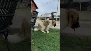 Tornjak 5 months old chilling caucasianshepherd ovcharka tornjak dog balkan puppy [upl. by Igal]