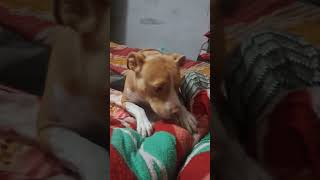 Rozi Daru 🍻🍻 doglover dog viralvideo shortvideo shorts funny comedy youtubeshorts [upl. by Oniram]