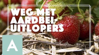 Aardbeiplanten in de moestuin onderhouden  Grow Cook Eat 34 [upl. by Aerdnua]