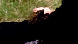 How to prevent cicadas from gathering around your yard [upl. by Llebyram]