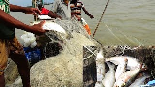 Live Ilish ইলিশ Fish catching in River  River fishing by Daily Village Life Part135 [upl. by Gniliem]