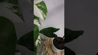 Alocasia Zebrina plants gardening nature housplants alocasia [upl. by Batchelor]