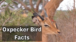 Oxpecker Bird  Facts [upl. by Hansiain]