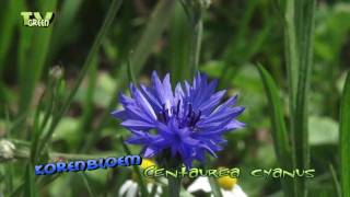 korenbloem  centaurea cyanus  cornflower [upl. by Itsim]