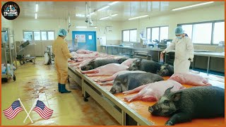 How Are Millions Of Wild Boars Processed In Factories  How To Get The Best Quality Wild Boar Meat [upl. by Wilcox]