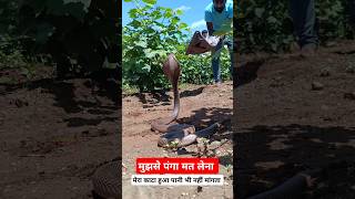 नाग का काटा पानी भी नहीं मांगता 😱 very angry venomous cobra snake shorts [upl. by Alisan]