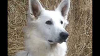 Berger Blanc Suisse [upl. by Ahsinek]