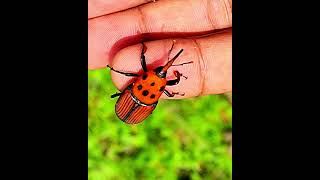 Rhynchophorus Ferrugineus Red Palm Weevil [upl. by Carper]