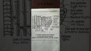 LS of Root [upl. by Gelasius797]