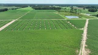 Midville GA  July 30 2024  Peanut Plots 7 [upl. by Matelda]