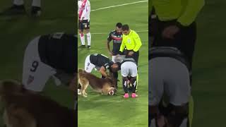 Dog Interrupts Professional Soccer Match [upl. by Tewell]