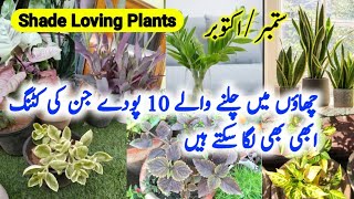 Top 10 Shade Loving PlantsColourful Foliage Indoor PlantsBest Decorative Indoor Plants [upl. by Betthezul]