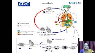 Entamoeba Histolytica  VHNSNCollege Autonomous [upl. by Habas916]