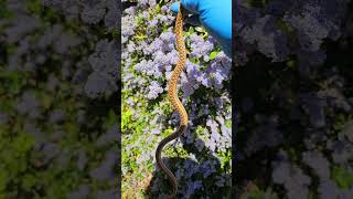 Serpiente ratonera o  topera  wildlife nature atwork snake culebra animals reptiles [upl. by Encratis272]