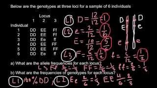 How to calculate allele and genotype frequencies [upl. by Dyan]