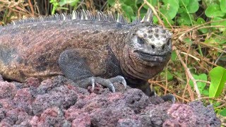 One week Galapagos in 30 seconds 4K [upl. by Peatroy300]