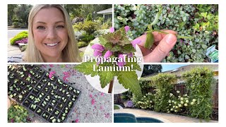 Propagating Lamium 🌱  How I Propagate Plants By Cutting for FREE  Gardening Tips  Zone 9b [upl. by Siduhey]