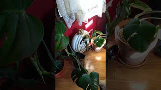 Frannie my helper youtubeshorts indoorplants rescuedog [upl. by Mathi]