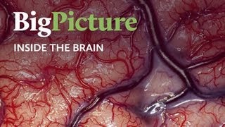 Inside the Brain  A Big Picture film for the Wellcome Trust [upl. by Weiman608]