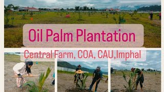 Oil Palm Plantation at Central Farm COA CAU Imphal [upl. by Oirifrop]