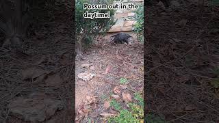 Possum in Smyrna Georgia [upl. by Anitak824]