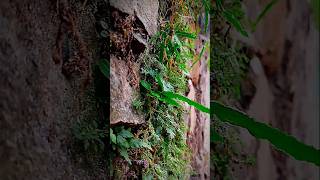 Walking fern Asplenium rhizophyllum [upl. by Shoshanna491]