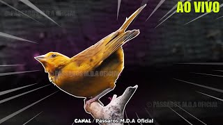 Fêmea de Canário da Terra Chamando e Pedindo Gala Um espetáculo ao vivo 2508 [upl. by Hirz100]