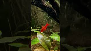 Natural Biotope for Cherry Barbs A Perfect Ecosystem [upl. by Sirrom]