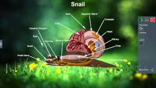 Snail [upl. by Aciraa]