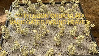 KOREAN SUCCULENTS  HOW TO GROW COTYLEDON ORBICULATA VARIEGATED ROUND LEAVES AS MOTHER PLANTS [upl. by Akeyla]