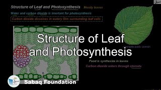 Structure of Leaf and Photosynthesis General Science Lecture  Sabaqpk [upl. by Alyehc]