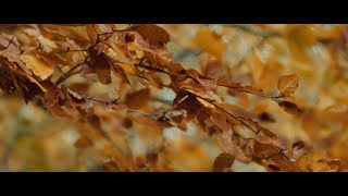 Lensbaby ‘Velvet 85’  Test Footage  2018  Arri Alexa Mini [upl. by Carolin574]