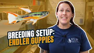 BREEDING Rare N Class Endlers Tank Setup [upl. by Jarlen]