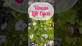 Don’t have to buy any again Only 2 from the clearance rack vincas flowerstogrownow [upl. by Brezin514]