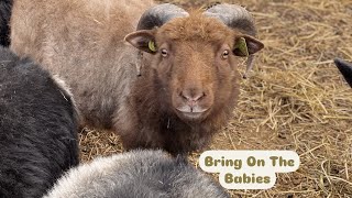 Sorting Into Fall Breeding Groups  Prairie Shepherdess [upl. by Yhtomiht385]