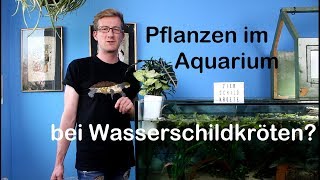 Pflanzen im Aquarium für Wasserschildkröten Aquaponic [upl. by Wivinia]