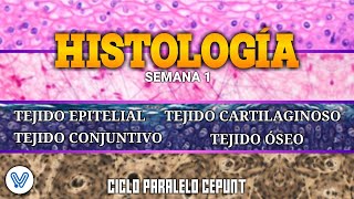 HISTOLOGÍA TEJIDO EPITELIAL CONJUNTIVO CARTILAGINOSO Y ÓSEO  SEMANA 01  CICLO PARALELO CEPUNT [upl. by Rubma848]